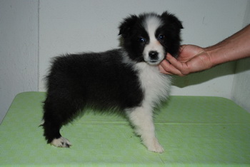 Australian Shepherd